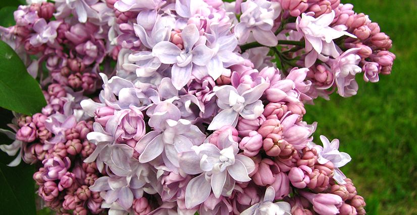 syringa11.jpg