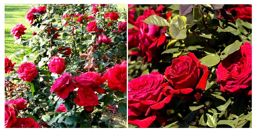 roses_chajnogibridnie4.jpg