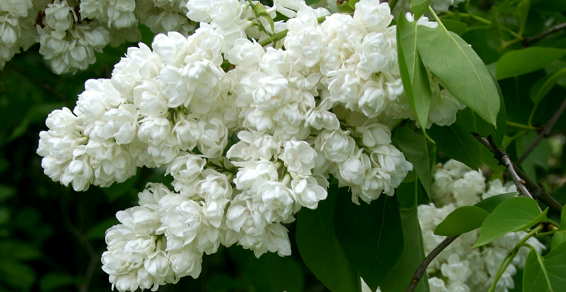 syringa10.jpg