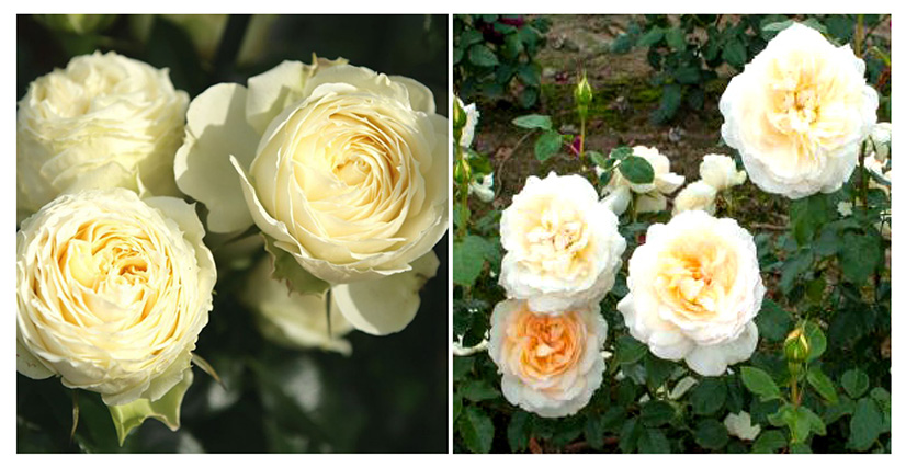 roses_floribunda2.jpg