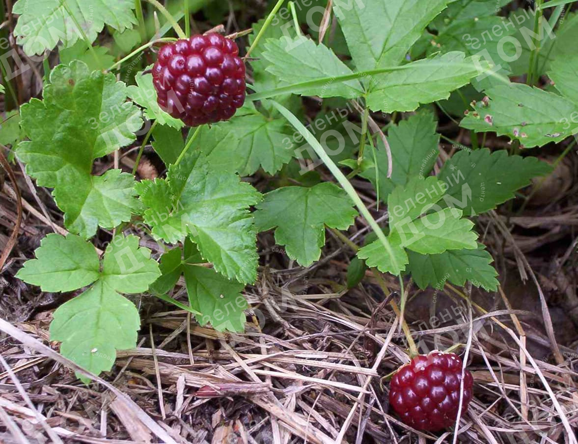 княженика беата. поляника княженика. княженика тибетская малина. княженика ягода. княженика где растет.