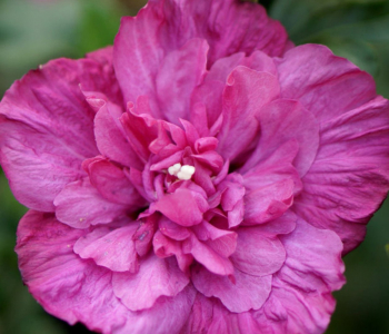 Гибискус сирийский Magenta Chiffon