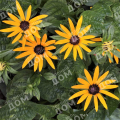 Рудбекия блестящая Little Gold Star