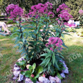 Посконник пятнистый Atropurpureum