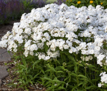 Флокс метельчатый White Admiral