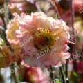 Гравилат чилийский Pretticoats Peach
