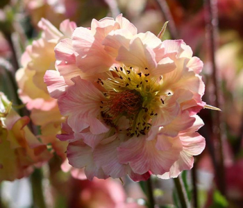 Гравилат чилийский Pretticoats Peach