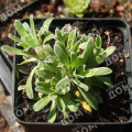Камнеломка котиледон Pyramidalis