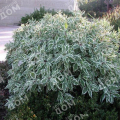 Дерен белый Sibirica Variegata