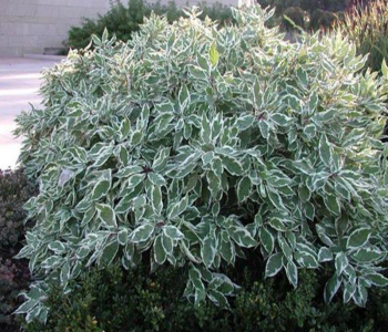 Дерен белый Sibirica Variegata