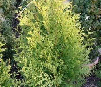 Туя западная Salland