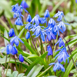 Пролеска сибирская Spring Beauty