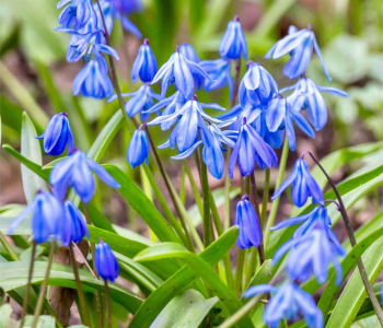 Пролеска сибирская Spring Beauty