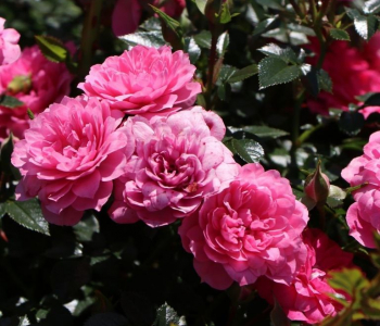 Роза флорибунда Knirps (Kordes)