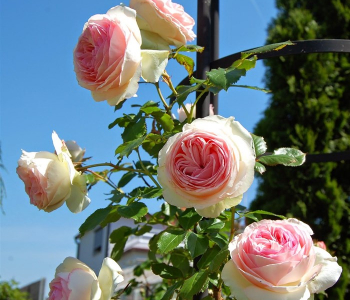 Роза плетистая Pierre de Ronsard (Meilland)