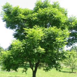 Бархат амурский