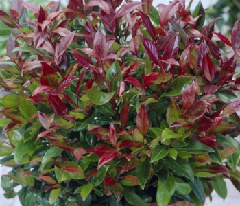 Леукотоэ Zeblid