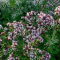 Душица обыкновенная Margeritha