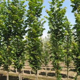 Липа крупнолистная Fastigiata