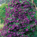 Клематис крупноцветковый Etoile Violette