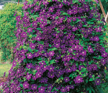 Клематис крупноцветковый Etoile Violette