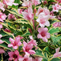 Вейгела Nana Variegata