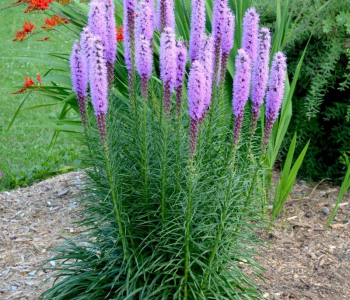 Лиатрис колосковый Floristan Violett