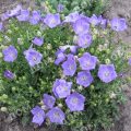 Колокольчик карпатский Perla Blue