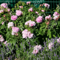 Роза английская Gertrude Jekyll