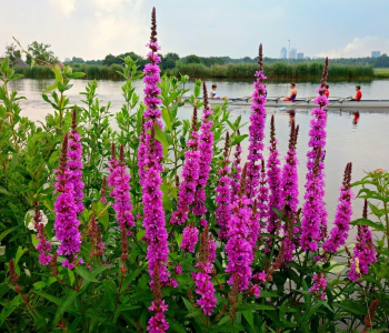 Дербенник иволистный Morden Pink