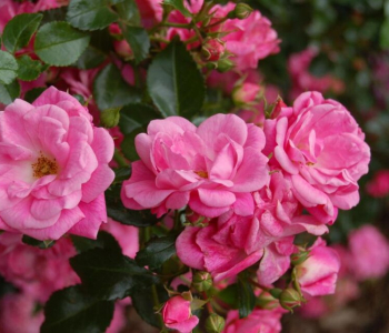 Роза почвопокровная Palmengarten Frankfurt (Kordes)