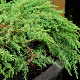 Можжевельник обыкновенный Green Carpet