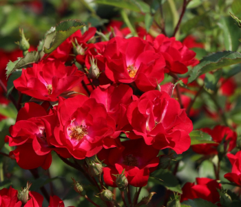 Роза Rosy Boom Red