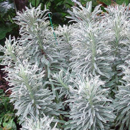 Молочай средиземноморский Glacier Blue