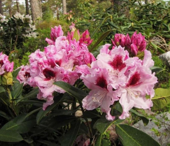 Рододендрон гибридный Royal Butterfly