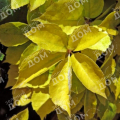 Виноград девичий пятилистный YellowWall