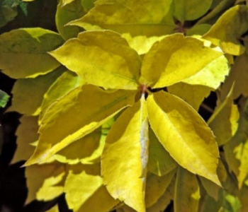 Виноград девичий пятилистный YellowWall