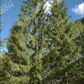 Ель обыкновенная Krasickiana