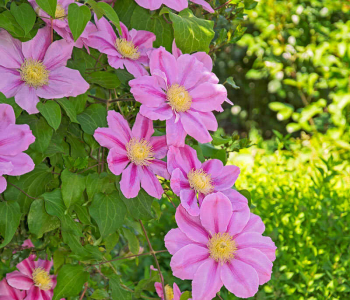 Клематис крупноцветковый Pink Beauty