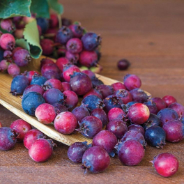 Ирга канадская Saskatoon Berry
