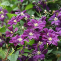 Клематис крупноцветковый Etoile Violette