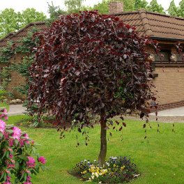 Береза повислая Purpurea