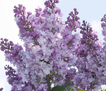 Сирень обыкновенная General Pershing