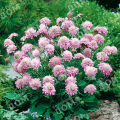 Скабиоза Pink Diamonds