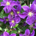 Клематис крупноцветковый Jackmanii Purpurea
