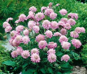 Скабиоза Pink Diamonds