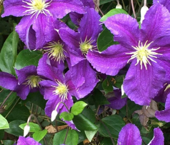 Клематис крупноцветковый Jackmanii Purpurea
