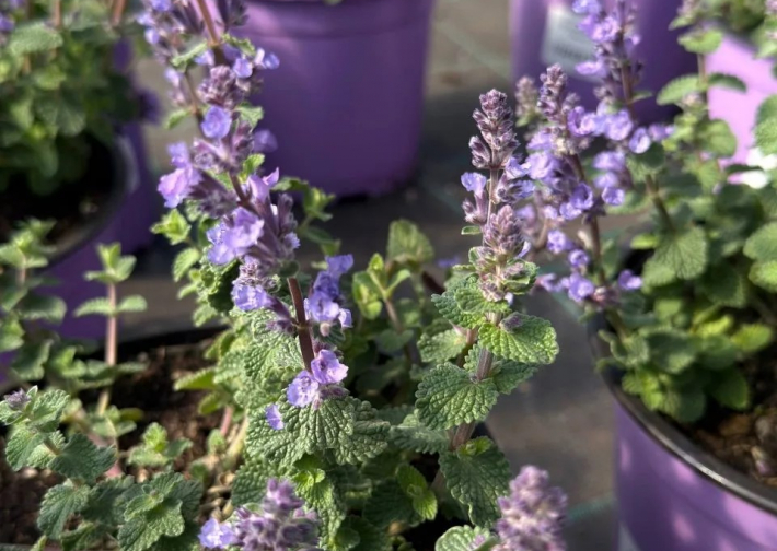 Цветущая и ароматная красота уже в «Зеленом Доме»