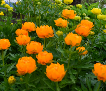 Купальница китайская Orange Globe