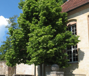 Липа мелколистная Greenspire